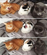 Melihat Aksi Konyol Si Kucing yang Bikin Ngakak