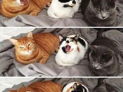 Melihat Aksi Konyol Si Kucing yang Bikin Ngakak