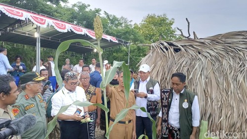 Menhut Raja Juli Antoni (paling kanan) saat meninjau kebun sorgum di Soe, Timor Tengah Selatan, NTT, Senin (13/1/2025).