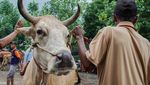 Mengintip Cara Pencegahan Penyakit Mulut dan Kuku Pada Sapi