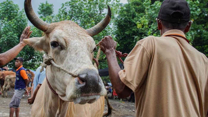 Petugas menyemprotkan disinfektan ke mobil pengangkut ternak di Pasar Hewan, Lumajang, Jawa Timur, Senin (13/1/2025). Dinas Ketahanan Pangan dan Pertanian (DKPP) Lumajang melakukan sosialisasi, disinfektan rutin, dan pemeriksaan kesehatan ternak di pasar hewan untuk mengantisipasi penyebaran Penyakit Mulut dan Kuku (PMK) yang bedasarkan data terdapat 900 ekor sapi dengan 70 ekor di antaranya mati pada periode November-Desember 2024.  ANTARA FOTO/Irfan Sumanjaya/Spt.