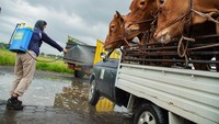 Petugas menyemprotkan disinfektan ke mobil pengangkut ternak di Pasar Hewan, Lumajang, Jawa Timur, Senin (13/1/2025).  