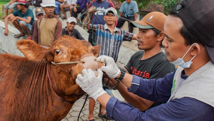 Pencegahan penyebaran PMK di Lumajang Petugas menyemprotkan disinfektan ke mobil pengangkut ternak di Pasar Hewan, Lumajang, Jawa Timur, Senin (13/1/2025). Dinas Ketahanan Pangan dan Pertanian (DKPP) Lumajang melakukan sosialisasi, disinfektan rutin, dan pemeriksaan kesehatan ternak di pasar hewan untuk mengantisipasi penyebaran Penyakit Mulut dan Kuku (PMK) yang bedasarkan data terdapat 900 ekor sapi dengan 70 ekor di antaranya mati pada periode November-Desember 2024. ANTARA FOTO/Irfan Sumanjaya/Spt.
