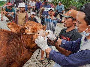 Kementan Catat Kasus PMK Sapi Menurun, Ini Datanya