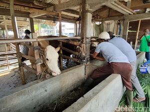 Kementan Prediksi Peningkatan Kasus PMK Ternak 2 Bulan ke Depan
