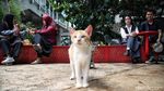 Potret Taman Literasi yang Viral gegara Oknum Ormas Larang Warga Bikin Konten