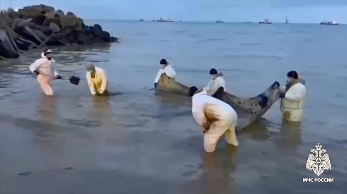 Rusia Berupaya Atasi Tumpahan Minyak di Laut Hitam yang Makin Darurat In this photo taken from video released by Russian Emergency Ministry Press Service on Saturday, Jan. 4, 2025, rescuers work to clean up tons of fuel oil that spilled out of two storm-stricken tankers more than two weeks ago in the Kerch Strait, in Russia's southern Krasnodar region. (Russian Emergency Ministry Press Service via AP)