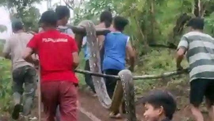 Warga mengangkut ular piton 6 meter yang menggigit dan melilit gadis ABG di Polman.