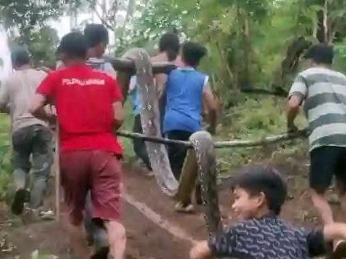 Warga mengangkut ular piton 6 meter yang menggigit dan melilit gadis ABG di Polman.