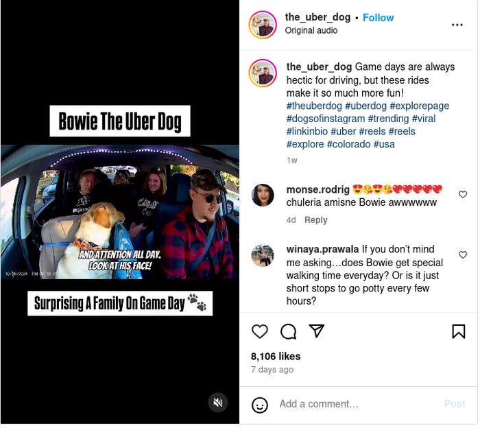 Bowie si anjing Uber