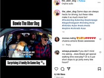 Gemasnya si Bowie, The Uber Dog yang VIral di Medsos