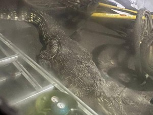 6 Fakta di Balik Evakuasi Lusi, Buaya Muara di Surabaya