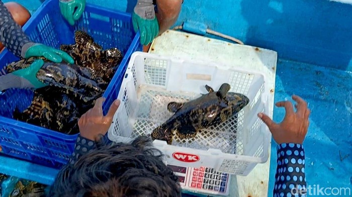 Budidaya Ikan Kerapu Keramba di Pulau Gili Ketapang Probolinggo