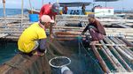 Budidaya Ikan Kerapu Keramba di Pulau Gili Ketapang Probolinggo