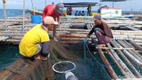 Perawatan cukup ekstra juga harus dilakukan agar kondisi ikan kerapu tetap sehat. Sebab, ikan kerapu yang dibudidayakan dengan sistem keramba ini cukup mudah terserang penyakit dan virus sebelum masa panen.