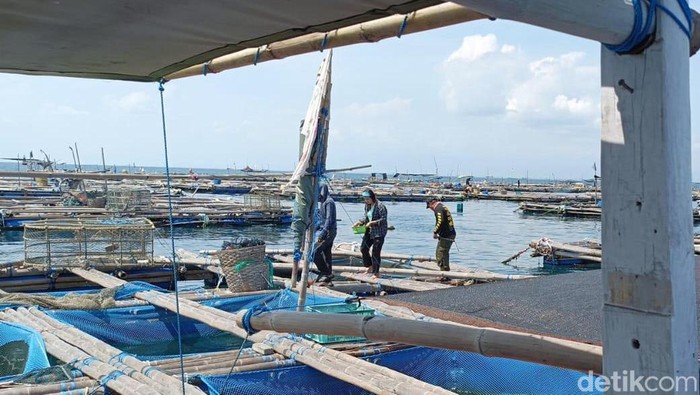 Budidaya Ikan Kerapu Keramba di Pulau Gili Ketapang Probolinggo