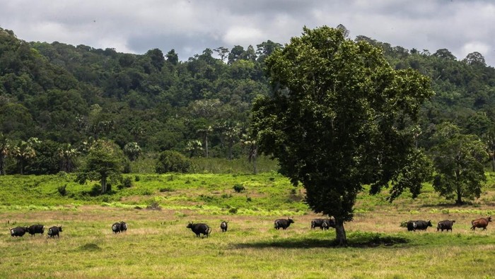 wisata di banyuwangi