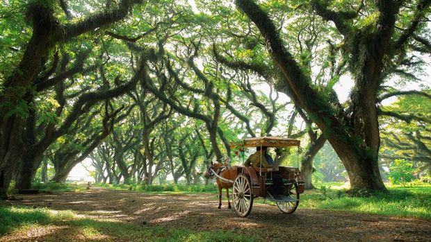 De Djawatan banyuwangi De Djawatan banyuwangi