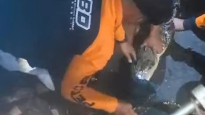 Evakuasi buaya di rumah warga Surabaya