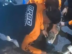 Asal-usul Lusi, Buaya Peliharaan Warga Ketintang hingga Dievakuasi BPBD-BKSDA