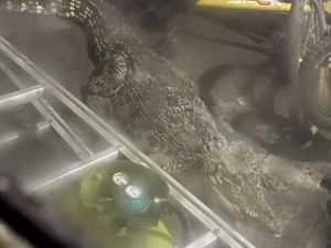 Buaya 3 Meter Dievakuasi dari Sebuah Rumah Warga Surabaya