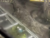 Buaya 3 Meter Dievakuasi dari Sebuah Rumah Warga Surabaya