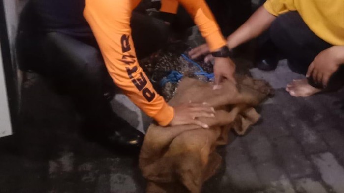 Evakuasi buaya di rumah warga Surabaya