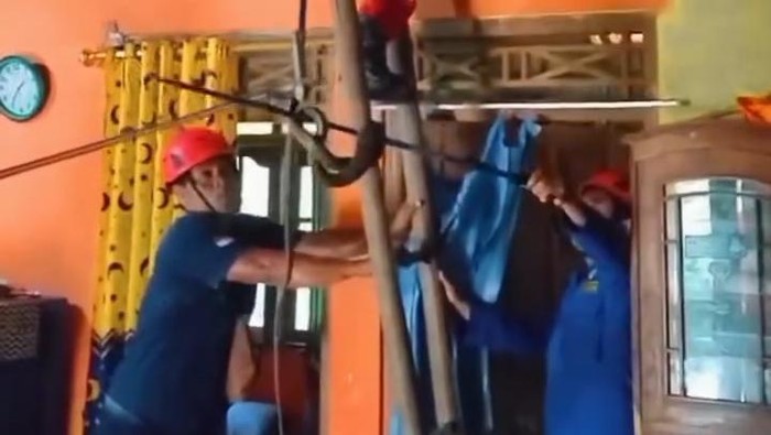 Petugas saat mengevakuasi ular kayu yang berkeliaran di atap rumah warga.