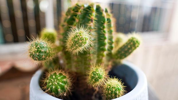 Cactus is considered one of the auspicious plants that many people overlook and do not expect. But in fact, this small cactus is also tough and durable, and can be raised for a long time. It is believed that if a house has it planted, it will make the business progress, will be promoted quickly in work, and will bring good fortune to the family. Because in addition to the auspicious name of the cactus, it also represents diligence and perseverance. Moreover, if a house plants a cactus with diligence and it produces beautiful flowers, it means that that person is about to have a large fortune. He will have money and gold without fail.