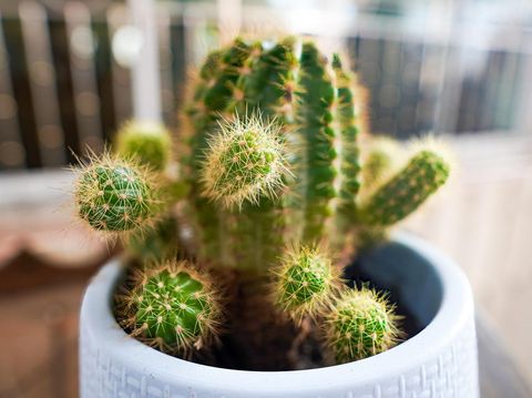 Cactus is considered one of the auspicious plants that many people overlook and do not expect. But in fact, this small cactus is also tough and durable, and can be raised for a long time. It is believed that if a house has it planted, it will make the business progress, will be promoted quickly in work, and will bring good fortune to the family. Because in addition to the auspicious name of the cactus, it also represents diligence and perseverance. Moreover, if a house plants a cactus with diligence and it produces beautiful flowers, it means that that person is about to have a large fortune. He will have money and gold without fail.