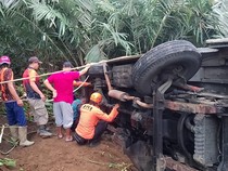 Tidak Kuat Nanjak, Mikrobus Terguling ke Kebun Salak Banjarnegara