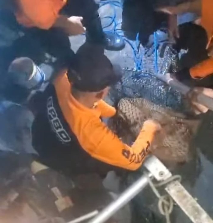 Lusi, buaya peliharaan warga Ketintang Surabaya dievakuasi ke BKSDA