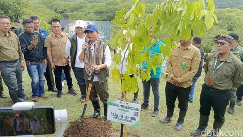 Menhut, Raja Juli Antoni, saat memimpin penanaman pohon di Kelurahan Penkase Oeleta, Kecamatan Alak, Kota Kupang, NTT, Selasa (14/1/2025). (Foto: Simon Selly/detikBali)