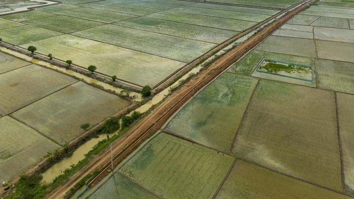 Penerapan Sistem Irigasi Padi Hemat Air Foto udara petani menanam padi di sawah yang menggunakan sistem Irigasi Padi Hemat Air (IPHA) di kecamatan Sindang, Indramayu, Jawa Barat, Senin (13/1/2025). Menteri Pekerjaan Umum (PU) Dody Hanggodo mengatakan sistem irigasi padi hemat air (IPHA) akan diterapkan di seluruh Indonesia karena sistem ini mampu menghemat penggunaan air sebanyak 30 persen dan terbukti dapat meningkatkan produksi padi. ANTARA FOTO/Dedhez Anggara/YU