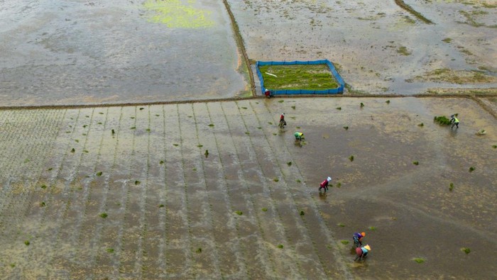 Penerapan Sistem Irigasi Padi Hemat Air Foto udara petani menanam padi di sawah yang menggunakan sistem Irigasi Padi Hemat Air (IPHA) di kecamatan Sindang, Indramayu, Jawa Barat, Senin (13/1/2025). Menteri Pekerjaan Umum (PU) Dody Hanggodo mengatakan sistem irigasi padi hemat air (IPHA) akan diterapkan di seluruh Indonesia karena sistem ini mampu menghemat penggunaan air sebanyak 30 persen dan terbukti dapat meningkatkan produksi padi. ANTARA FOTO/Dedhez Anggara/YU