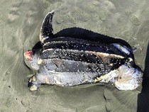 Penyu Belimbing yang Rentan Punah Itu Mati karena Telan Plastik 1 Meter Persegi