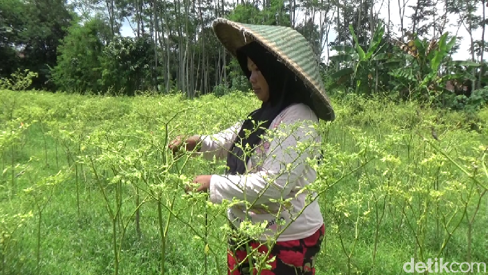 Petani cabai di Lumajang