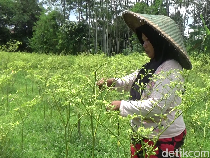 Hujan Deras Rusak Tanaman Cabai di Lumajang, Petani Gagal Cuan