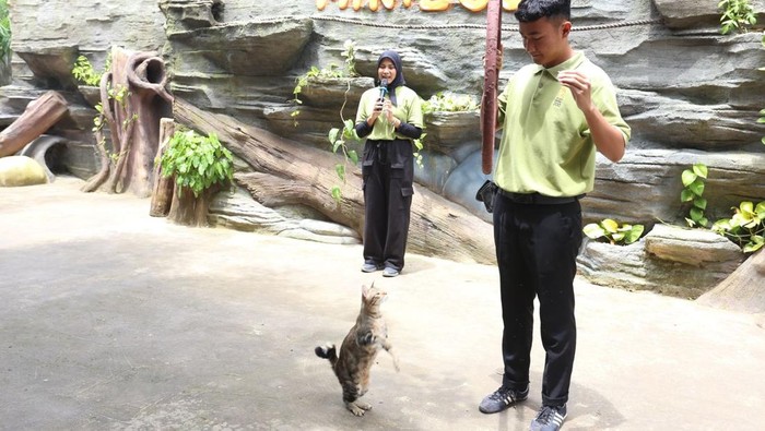 Piuw, kucing rumahan viral saat Jember Fashion Carnaval yang dipelihara trainer Jember Mini Zoo.