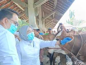 Jatim Segera Digelontor 1,7 Juta Vaksin Penyakit Mulut dan Kuku