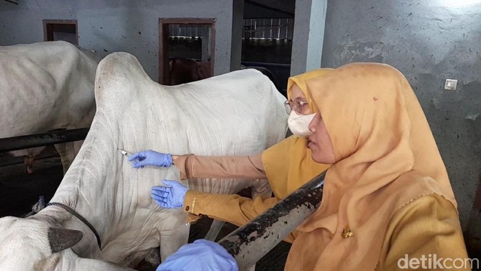 Proses vaksinasi pada ternak sapi mencegah PMK di Bulakamba, Brebes, Selasa (14/1/2025).