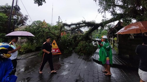 Pohon tumbang di Tabanan, Bali, beberapa waktu lalu.