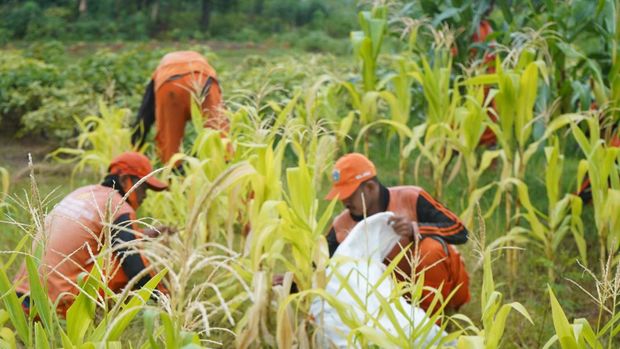 Polres Jakbar tinjau kesiapan penanaman jagung serentak dalam rangka mendukung program swasembada pangan.