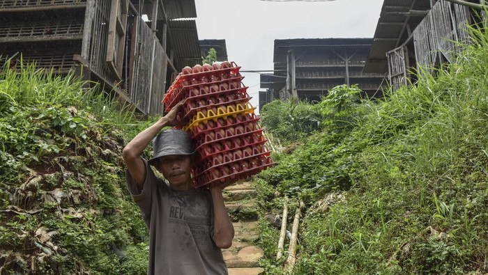 Pekerja membersihkan telur ayam hasil panen di Desa Cipaku, Kabupaten Ciamis, Jawa Barat, Selasa (14/12/2025). Koperasi Produsen Peternak Ayam Petelur Ciamis (P2APC) mencatat jumlah populasi ayam petelur di Ciamis sebanyak 10 ribu ekor dengan produksi telur mencapai 15 ton per hari dan harga jual telur di tingkat peternak selama dua pekan terakhir turun dari sebelum Rp28 ribu per Kg menjadi Rp23 per Kg. ANTARA FOTO/Adeng Bustomi/rwa.