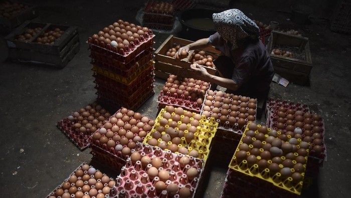 Pekerja membersihkan telur ayam hasil panen di Desa Cipaku, Kabupaten Ciamis, Jawa Barat, Selasa (14/12/2025). Koperasi Produsen Peternak Ayam Petelur Ciamis (P2APC) mencatat jumlah populasi ayam petelur di Ciamis sebanyak 10 ribu ekor dengan produksi telur mencapai 15 ton per hari dan harga jual telur di tingkat peternak selama dua pekan terakhir turun dari sebelum Rp28 ribu per Kg menjadi Rp23 per Kg. ANTARA FOTO/Adeng Bustomi/rwa.