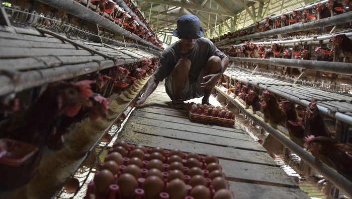 Pekerja membersihkan telur ayam hasil panen di Desa Cipaku, Kabupaten Ciamis, Jawa Barat, Selasa (14/12/2025). Koperasi Produsen Peternak Ayam Petelur Ciamis (P2APC) mencatat jumlah populasi ayam petelur di Ciamis sebanyak 10 ribu ekor dengan produksi telur mencapai 15 ton per hari dan harga jual telur di tingkat peternak selama dua pekan terakhir turun dari sebelum Rp28 ribu per Kg menjadi Rp23 per Kg. ANTARA FOTO/Adeng Bustomi/rwa.