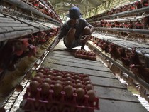 Mengintip Kegiatan Panen Telur Ayam di Ciamis
