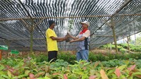 GM PEPC JTB Mefredi mengatakan penanaman pohon merupakan komitmen PEPC mendukung upaya dunia mengurangi emisi karbon dengan potensi serapan karbon 2.134,40 CO2eq. Pohon yang ditanam merupakan pohon produktif dengan jenis tanaman 114.687 pohon pinus, 25.124 pohon ganitri/manglid, 11.516 pohon KPS, dan 6.427 pohon kopi dengan skema pemberdayaan masyarakat yang diharapkan memberikan dampak ekonomi untuk meningkatkan kesejahteraan masyarakat lokal.   
