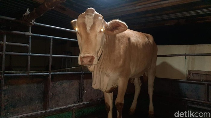 Sapi yang dicuri seorang pria dari kandang tetangganya sendiri di Pakis II, Dlingo, Bantul. Foto diunggah Selasa (14/1/2025).