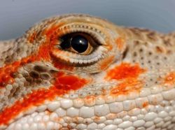 Terpesona Melihat Bola Mata Hewan dari Dekat